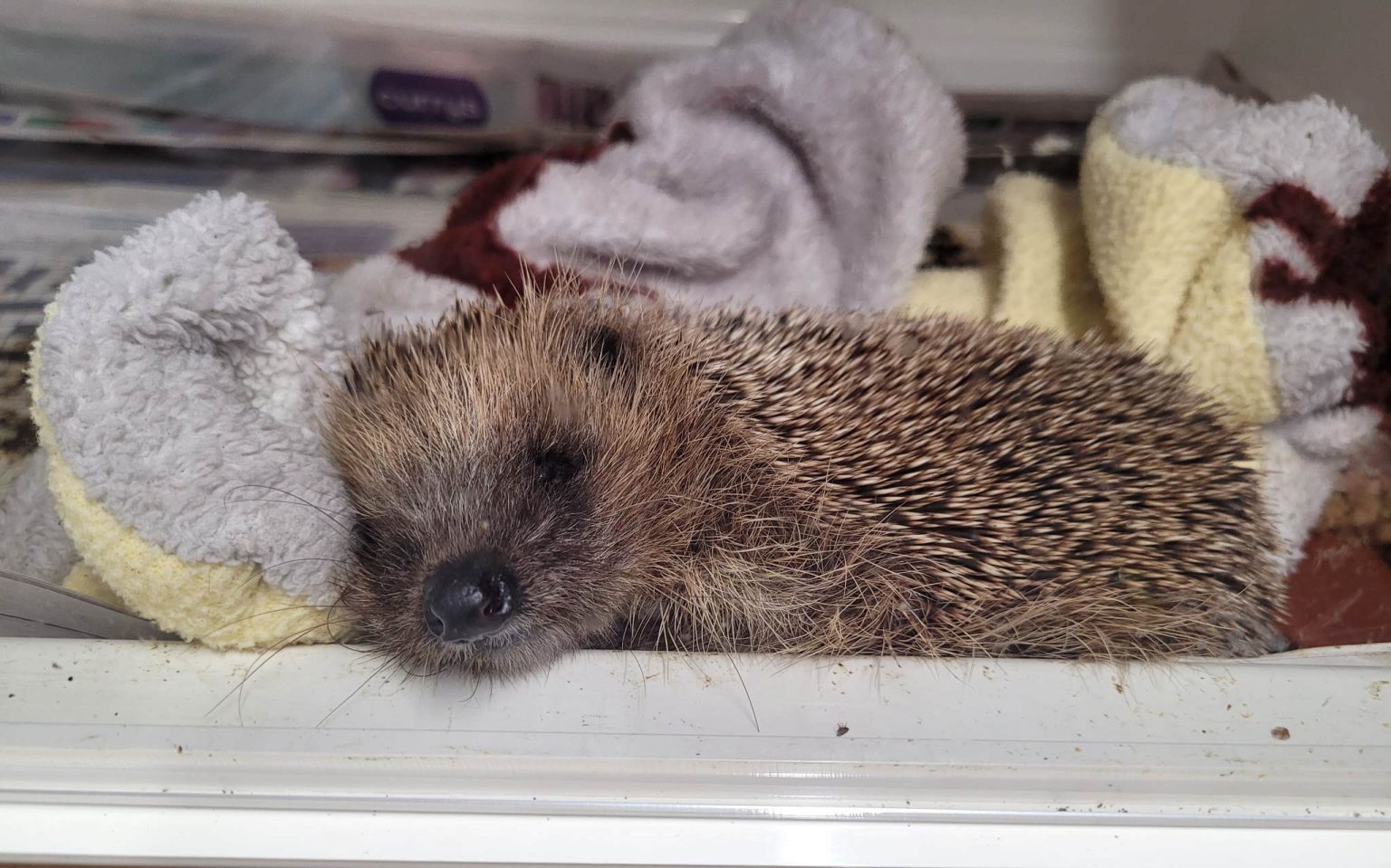 Garforth Hedgehog Rescue Dorset Hedgehog Rescue – Rescue Rehab Release